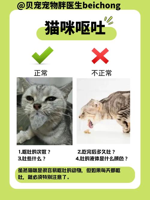 如何正确处理猫咪呕吐的情况