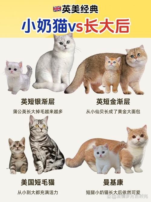 揭秘猫咪成年，从幼猫到成猫的转变