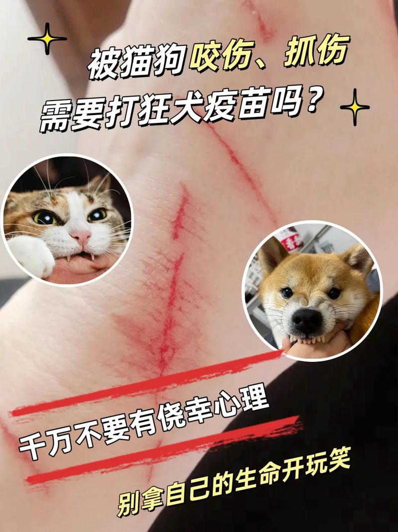 如何妥善处理猫咪抓伤