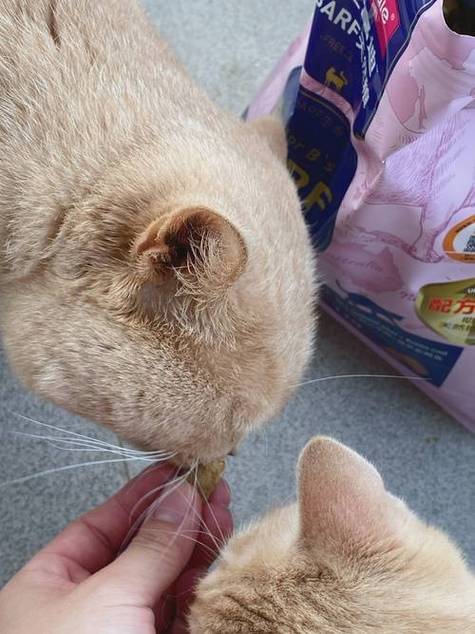 猫咪眼角分泌物，了解原因与处理方法