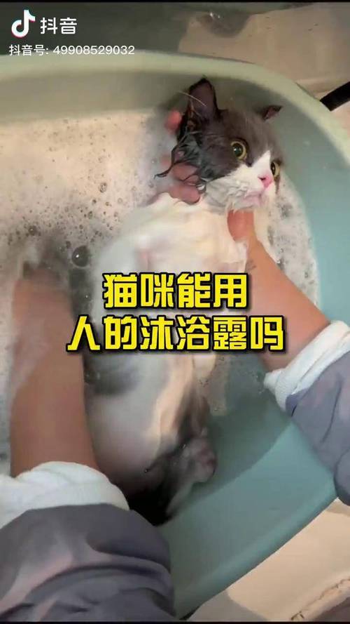 猫咪为何会迷上人类的沐浴露？