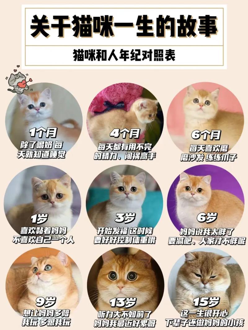 揭秘猫咪年龄，从毛茸茸的小家伙到独立的成年猫