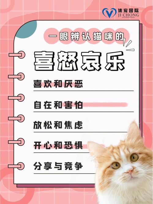 猫咪的拱背礼仪，如何解读一只猫的喜怒哀乐