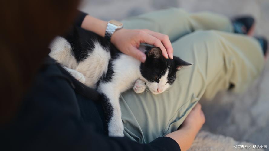 探索猫咪的地盘，揭秘它们的秘密领地