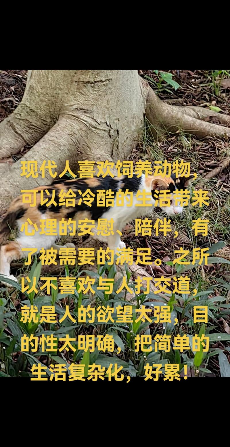 猫咪的温柔与攻击，一场无声的误解