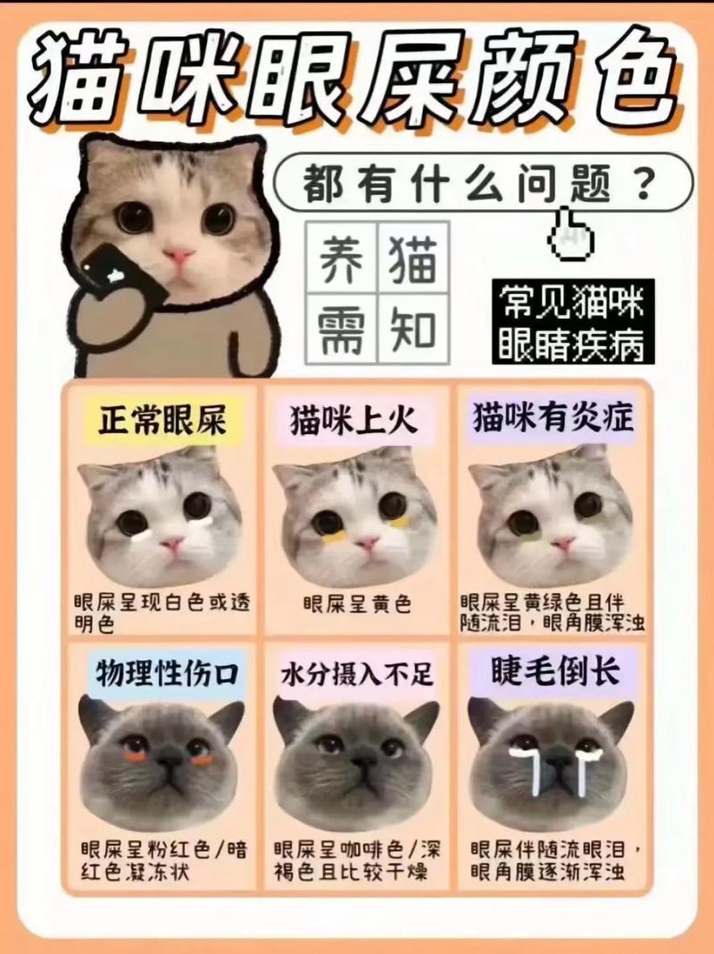 猫咪褐色眼屎的真相与护理方法