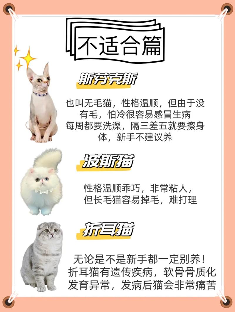 猫咪的温柔与爱意——一封猫咪寄来的特别情书