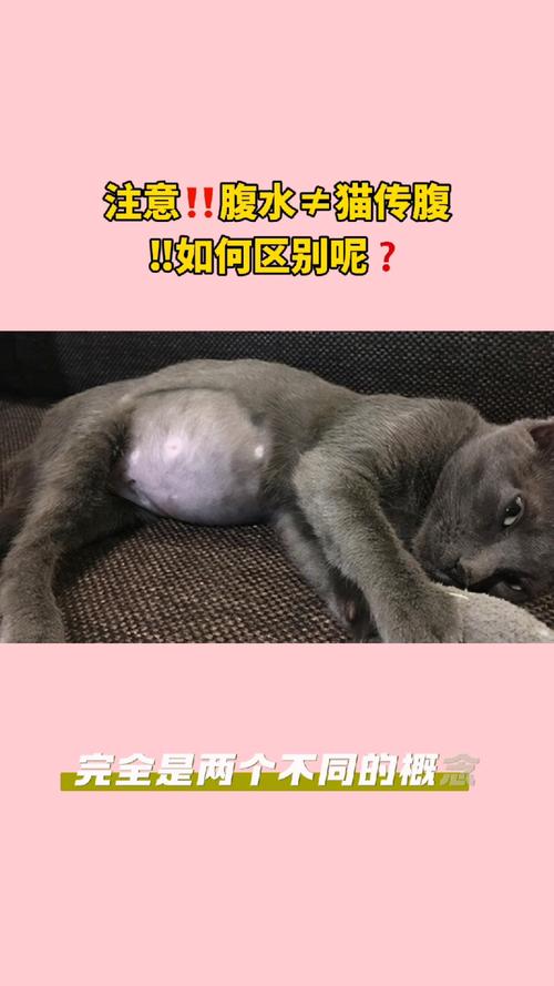 猫咪腹水，常见病症与防治