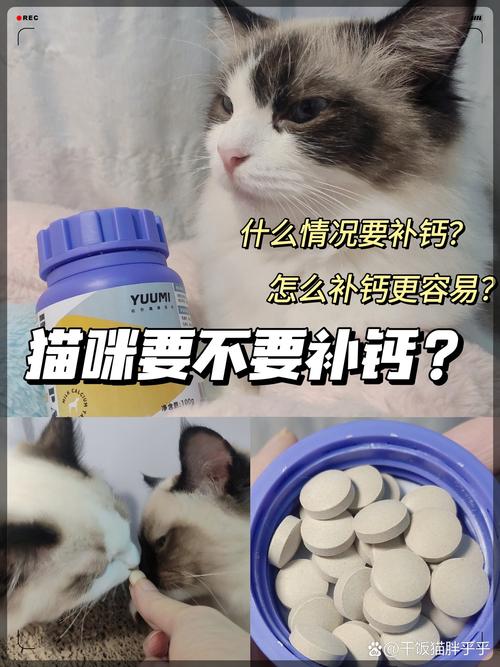 猫咪为何消瘦厌食？家庭护理与兽医关注的双重重要性