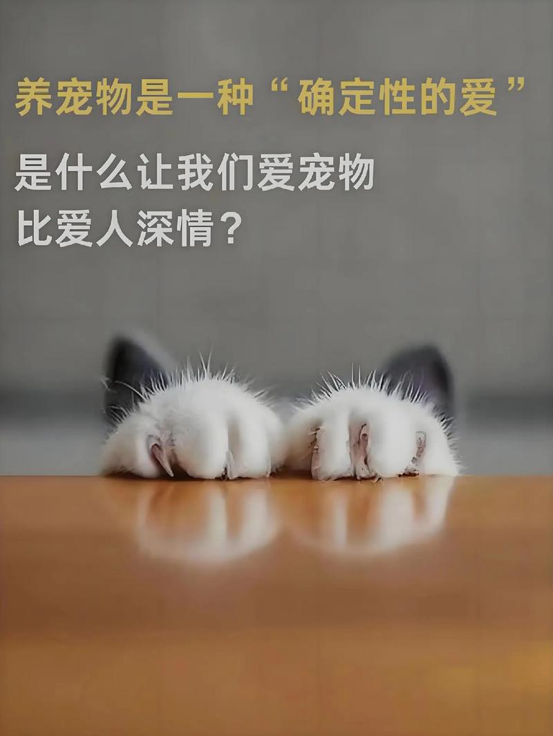 温柔守护，寻找爱的归宿 —— 送养猫咪的意义与启示