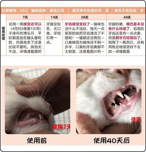 意外中的成长，猫咪的牙齿故事