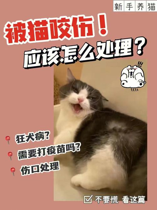 猫咪伤口流脓，如何正确处理与预防