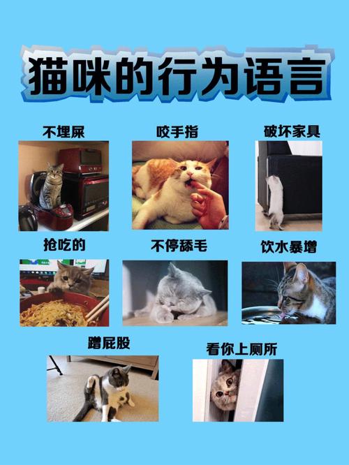 猫咪与人类共处之道，如何预防猫咪对人进行不当行为