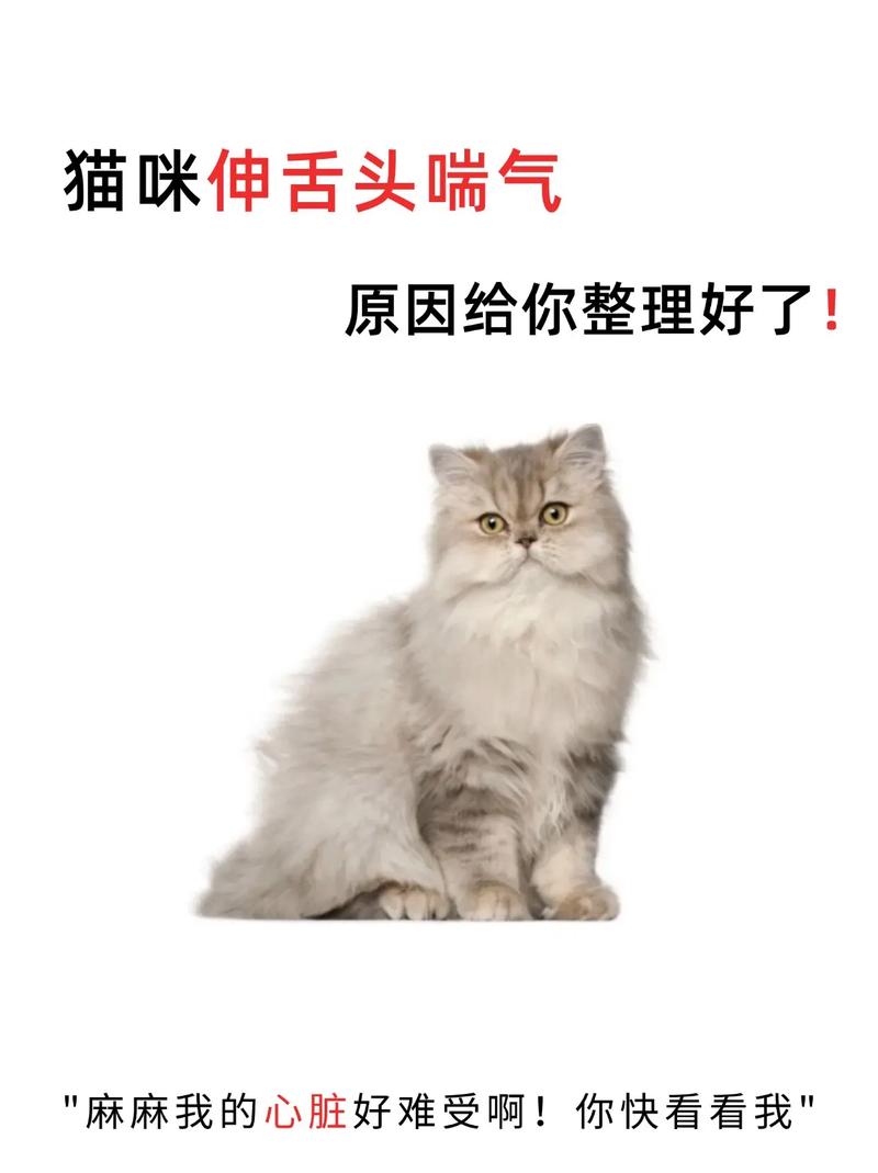 猫咪呼吸急促，了解可能的原因并及时采取行动