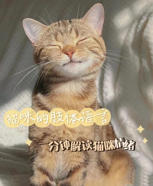 喵语中的秘密，解读猫咪朝你叫的深层含义