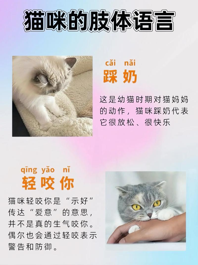 猫咪之间的无声语言