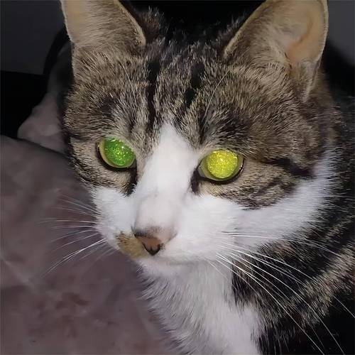 揭秘猫咪那双神奇的玻璃眼睛