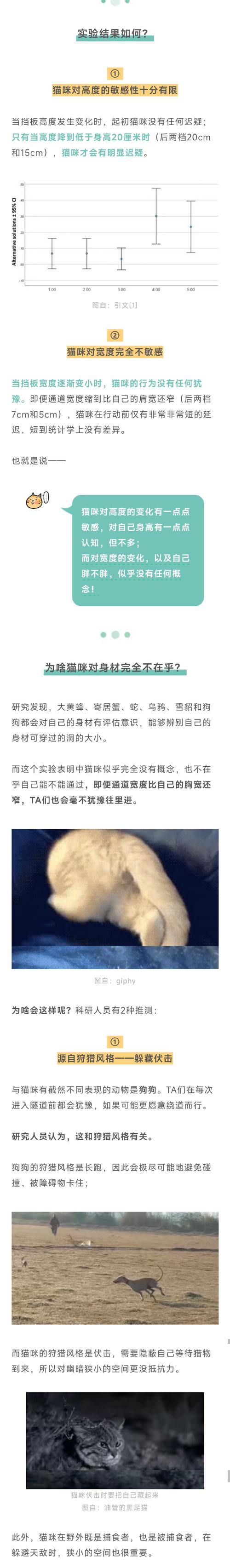 猫咪为何钟情于马桶——探索猫咪行为背后的秘密