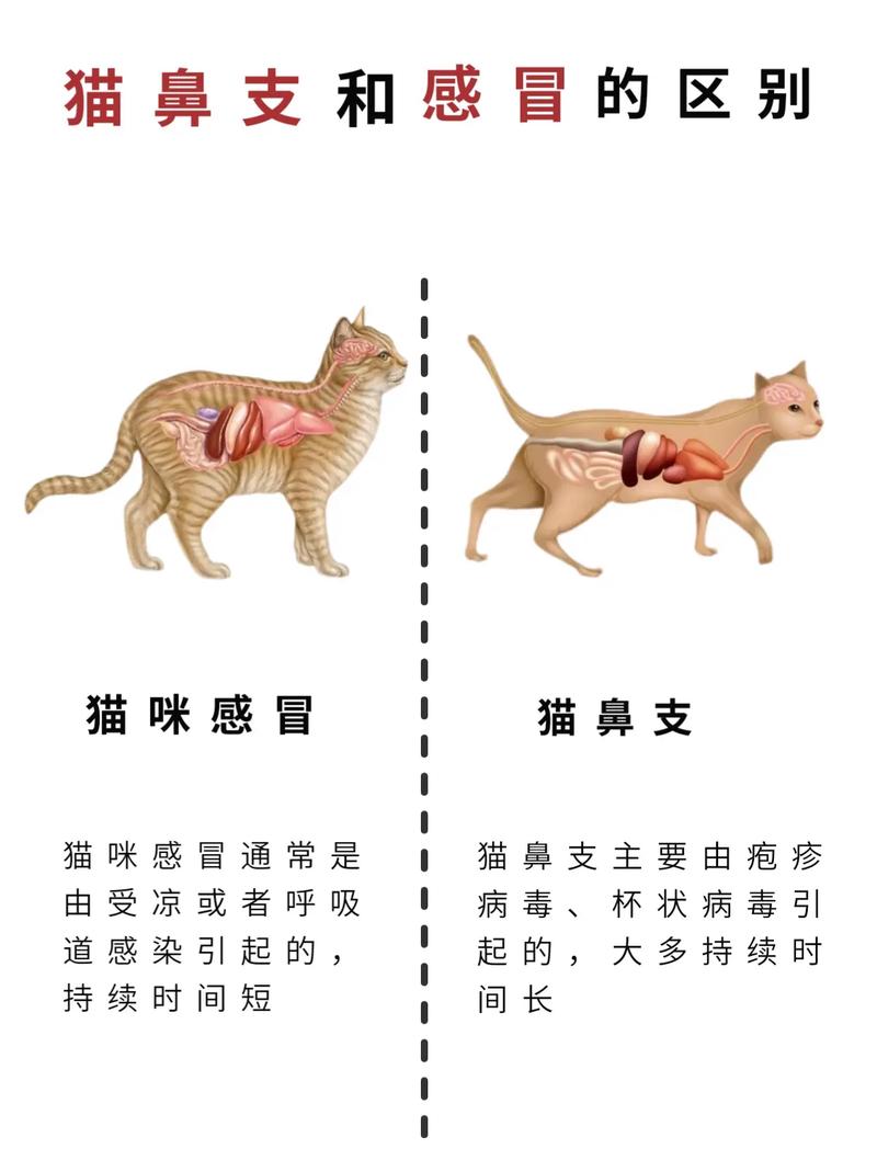 猫咪厌食消瘦，探析原因与应对策略