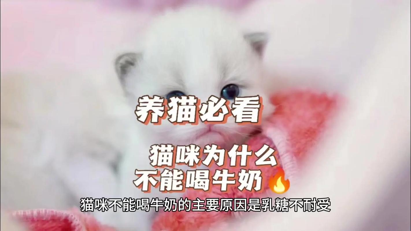 猫咪的乳糖不耐症，了解与照顾