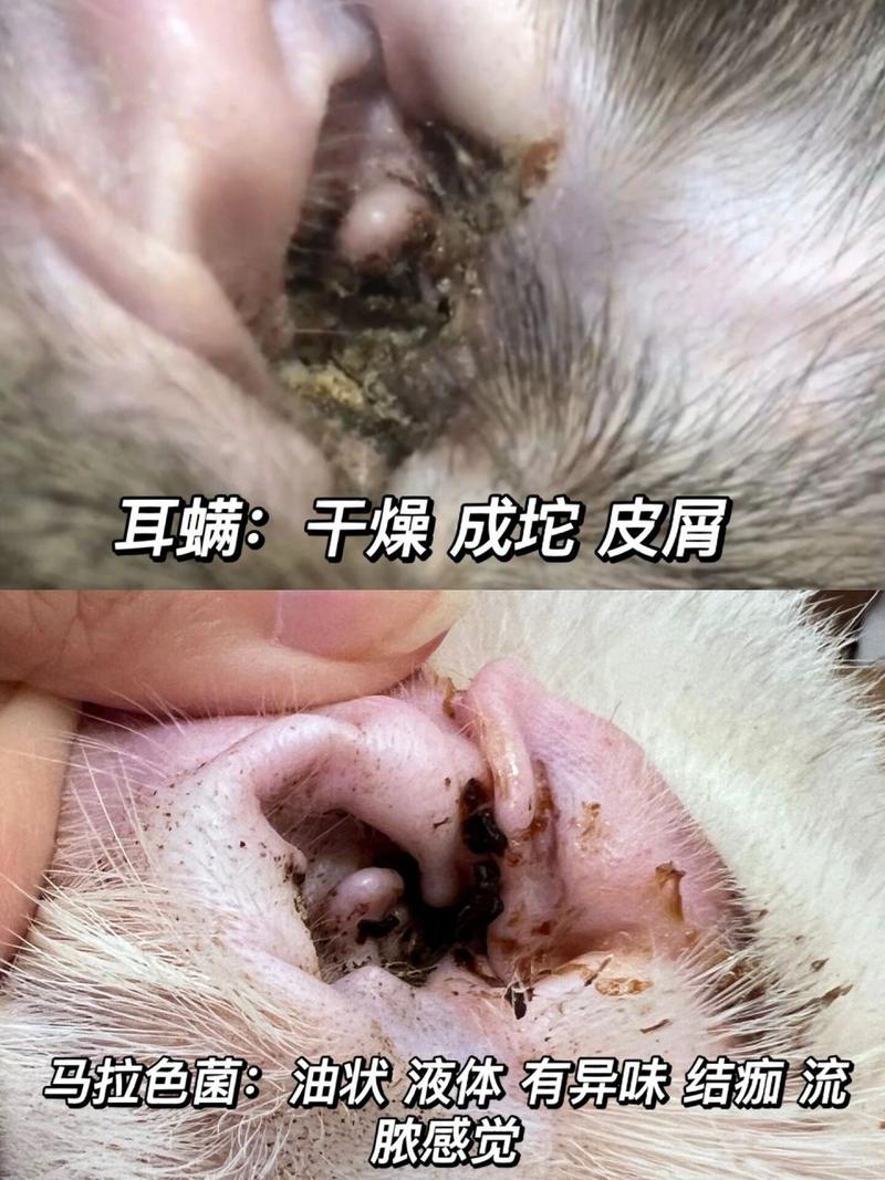 猫咪洗耳螨，常见问题与解决方法