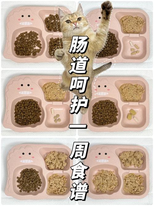 猫咪可以吃素吗？揭秘食谱背后的真相