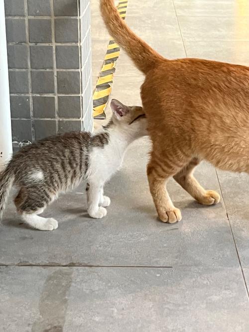 揭秘猫咪屁股为何会冒水——揭秘猫咪健康密码