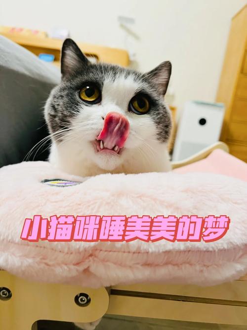 猫咪的午夜梦境，揭秘它们每天睡觉的秘密