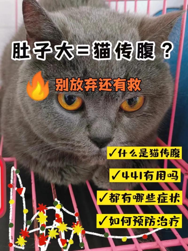 猫咪淋巴肿，了解与预防