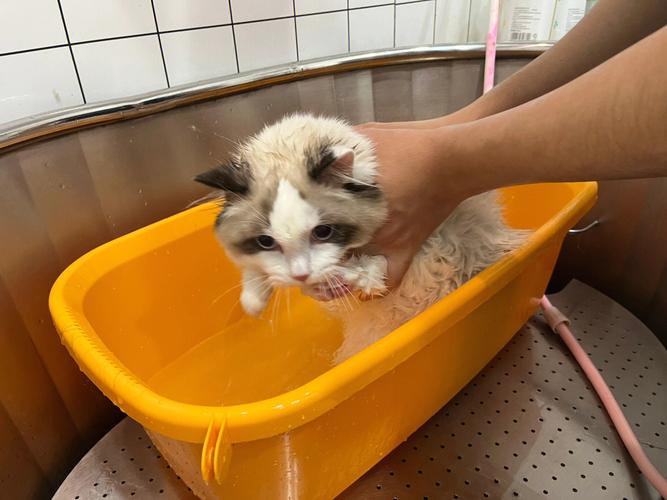 冬日暖阳下的猫咪SPA——冬季猫咪洗澡指南