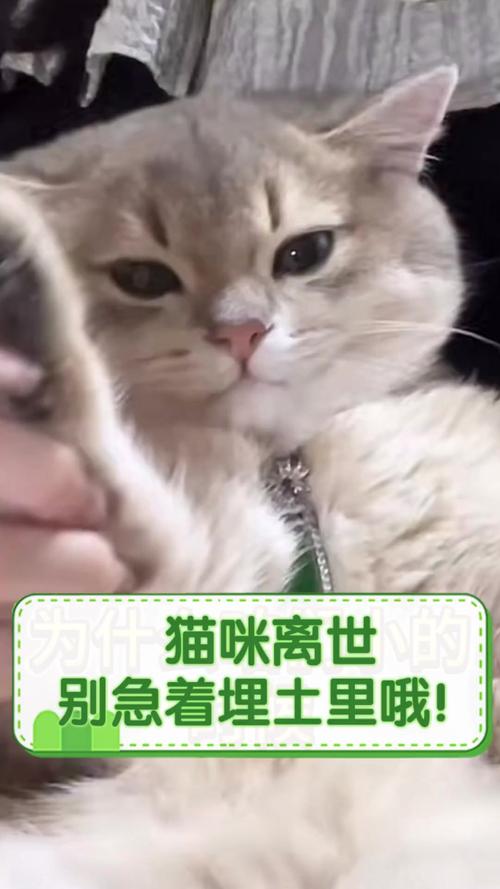 猫咪的生命信号，如何准确判断小猫是否已离世