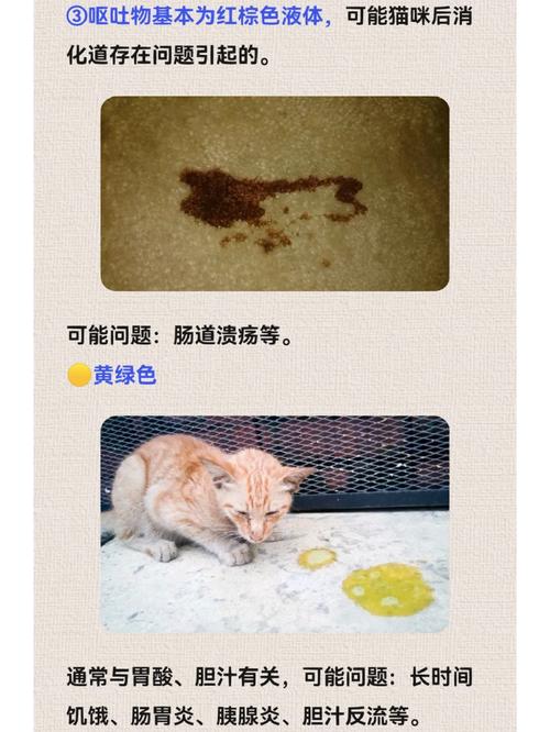 猫咪呕吐的神秘液体，了解原因与护理