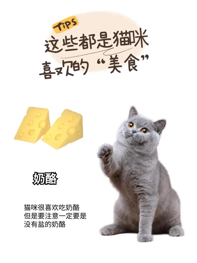 猫咪也能享受美食——探索虾类食物的妙用