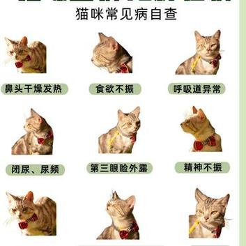 猫咪呼吸急促，警惕可能的健康危机