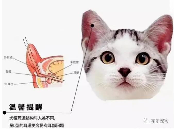 猫咪发烧，耳朵烫——如何正确应对