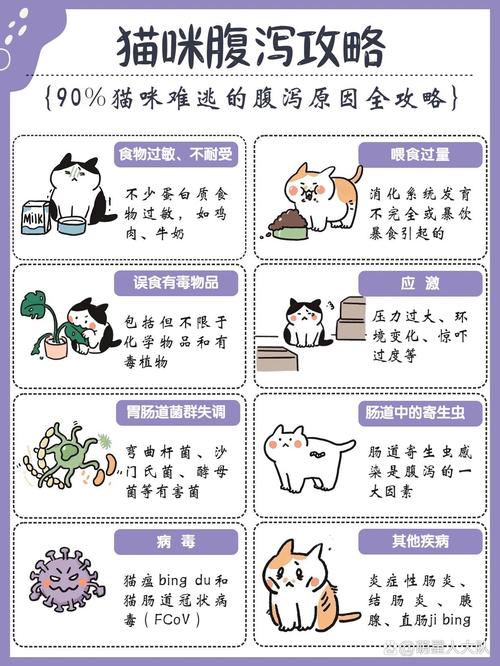 猫咪肚子不舒服，症状识别与护理方法