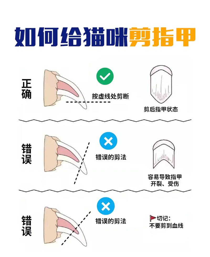 如何安全给猫咪修指甲