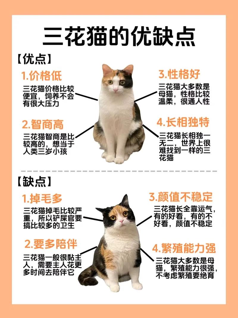 猫咪的独特魅力，五大显著特征解析