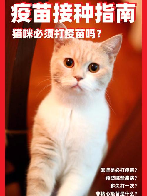 猫咪接种疫苗后的健康呵护指南