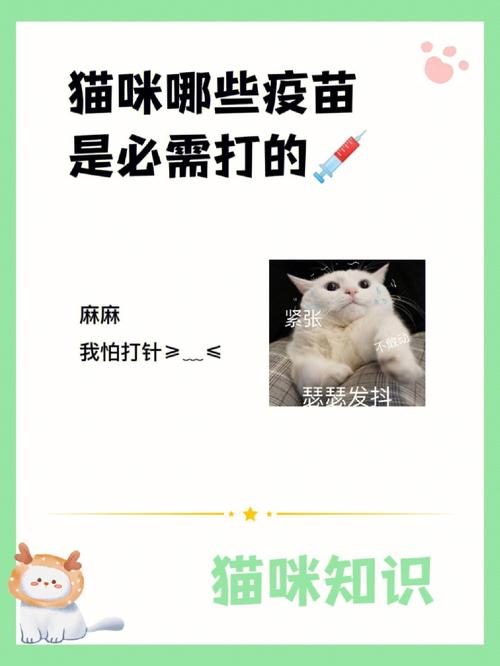 猫咪打完疫苗后的常见反应与注意事项