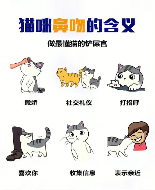 探寻猫咪健康的小秘密，揭秘健康猫咪的灵敏鼻子