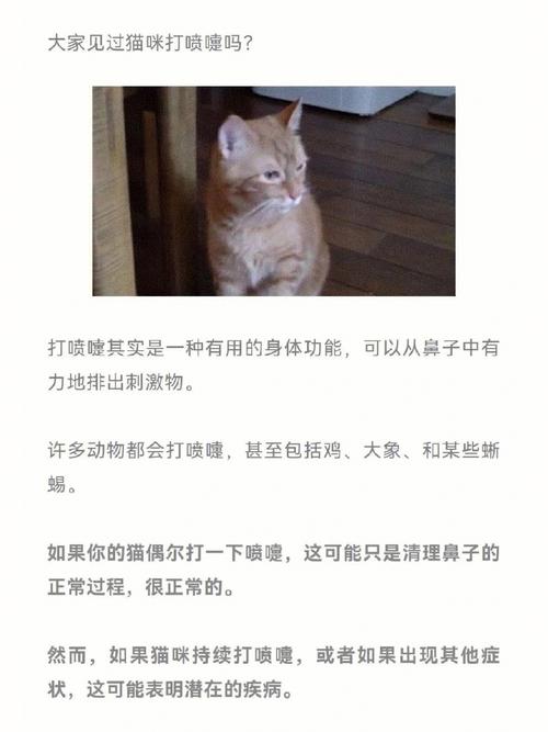 夏日炎炎，猫咪的打喷嚏小秘密