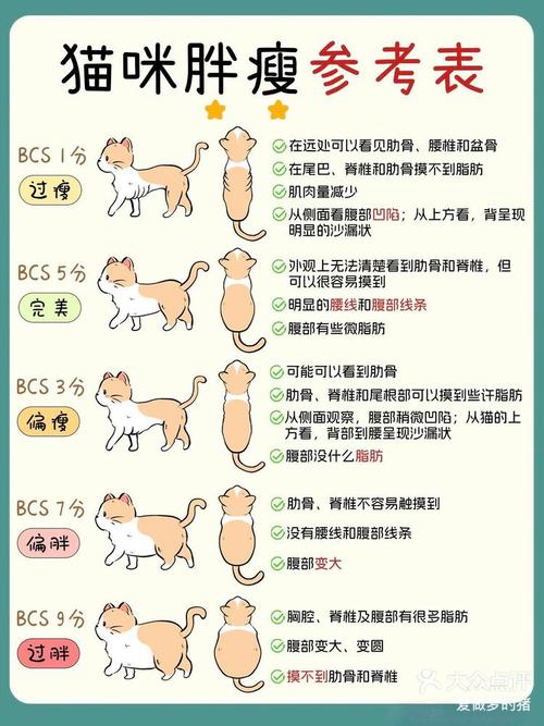 猫咪血糖值，了解正常范围与健康生活