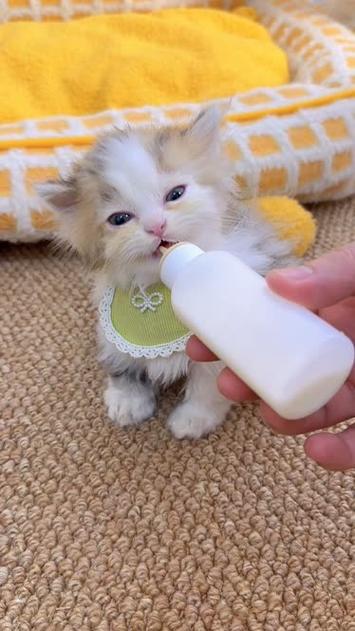 猫咪也能享受美味？探索猫咪喝酸奶的真相