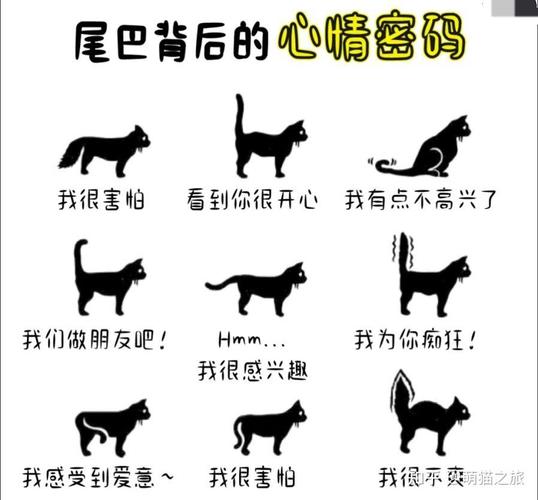 猫咪睡觉时为什么总爱动尾巴？