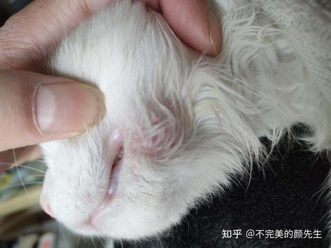 猫咪身上长了个包，主人该注意什么？