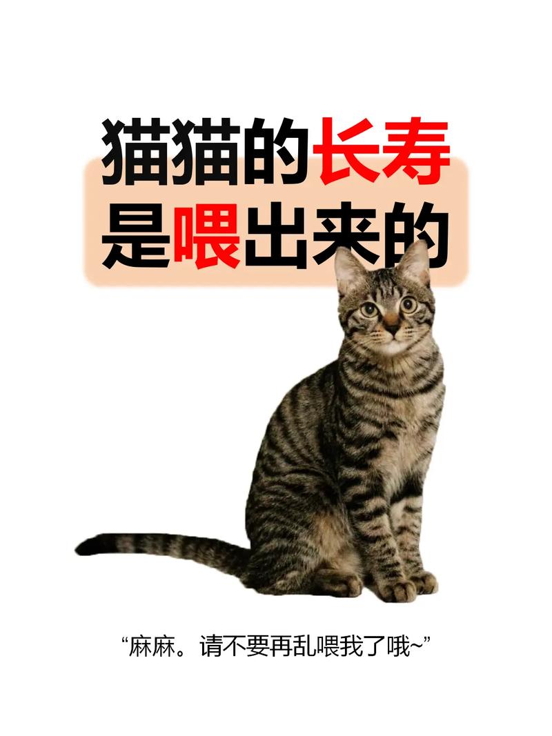 猫咪免费领！揭秘云端养猫的快乐秘诀