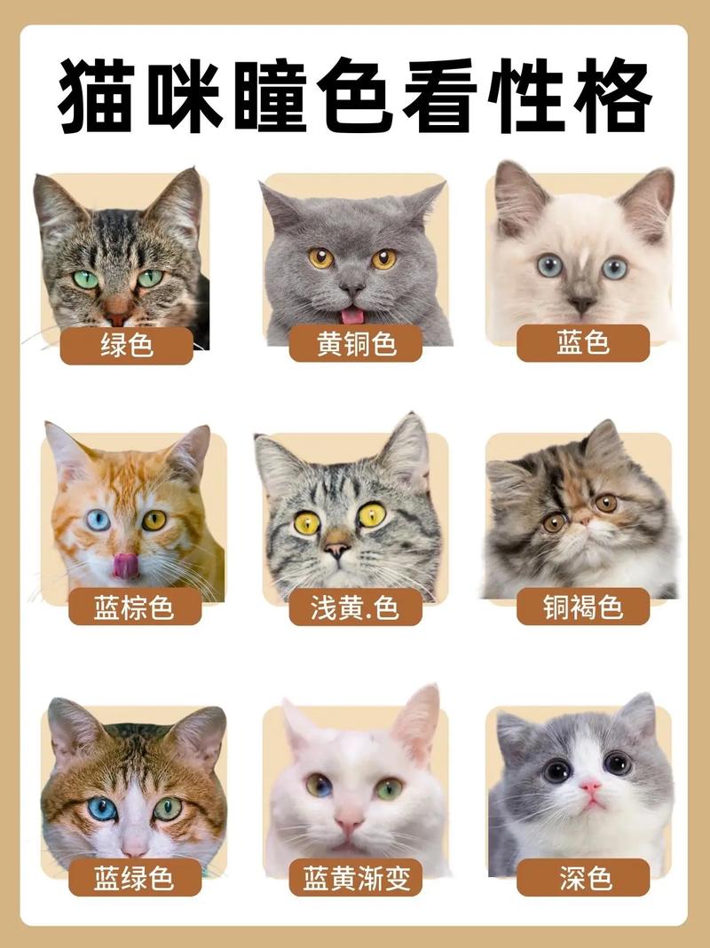 揭秘猫咪瞳孔变大的秘密