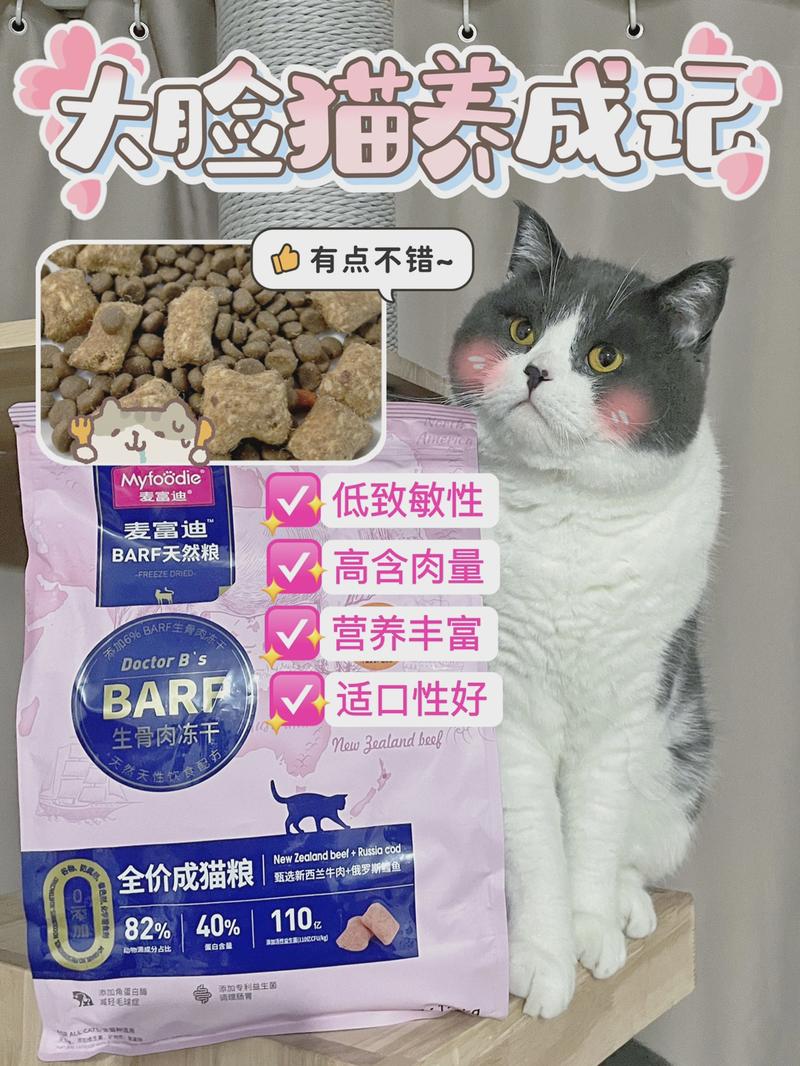 揭秘猫咪手术费用，全面解析与成本考量