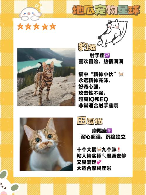 从猫咪到狮子，探索它们之间的共性与差异